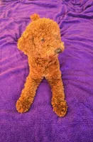 Cali pending, a female Poodle - Miniature  and Miniature Goldendoodle for sale in Minneapolis, MN – Photo 2 of 3