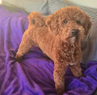 Cali pending, a female Poodle - Miniature  and Miniature Goldendoodle for sale in Minneapolis, MN – Photo 1 of 3