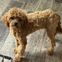 Kenny potty trained, a male Cavapoo for sale in Minneapolis, MN – Photo 2 of 3