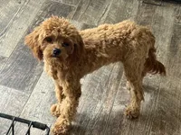 processed/ca55db0c-3d3f-41b3-a6a6-d18767c9fedd/listing/812d1793-4e33-4b18-bc94-47399d16de49/0f774bb6-4464-4eaa-b4f7-f072d8a831f0