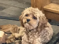 Kenny potty trained, a male Cavapoo for sale in Minneapolis, MN – 5 of 5