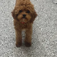 Kenny potty trained, a male Cavapoo for sale in Minneapolis, MN – Photo 3 of 3