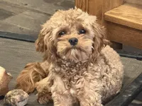 Kenny potty trained, a male Cavapoo for sale in Minneapolis, MN – 4 of 5