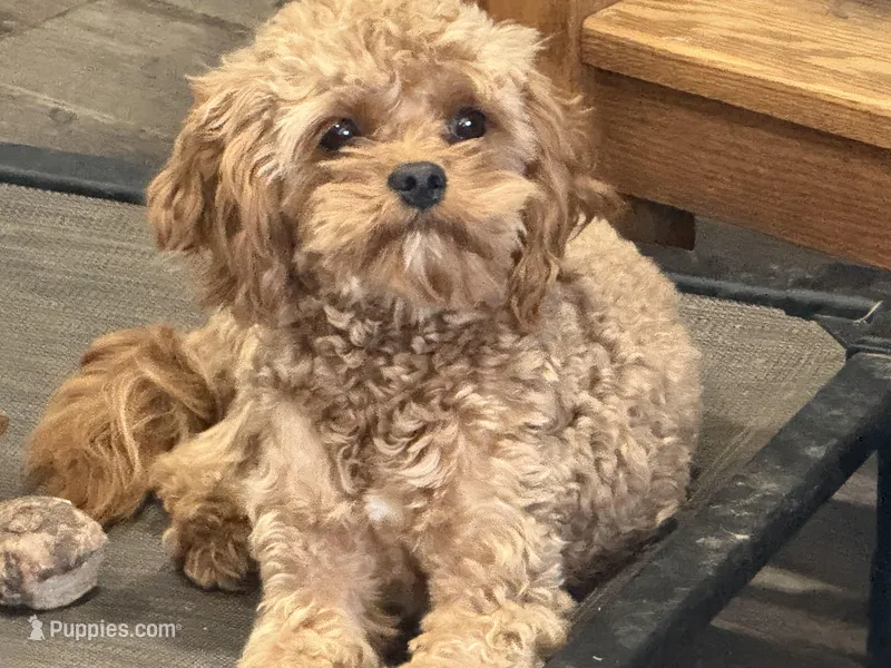 Kenny potty trained – Cavapoo puppy for sale in Minneapolis, MN