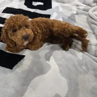 Meera, a female Cavapoo for sale in Minneapolis, MN – Photo 3 of 4