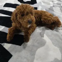 Meera, a female Cavapoo for sale in Minneapolis, MN – Photo 4 of 4