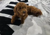 processed/ca55db0c-3d3f-41b3-a6a6-d18767c9fedd/listing/967c140d-b37d-4709-90ba-fcee4a222350/e66e5af4-23c2-4266-a7f4-56cb92953e47