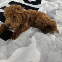 Meera, a female Cavapoo for sale in Minneapolis, MN – Photo 1 of 4