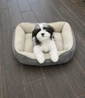 Teddy, a male Cavapoo for sale in Minneapolis, MN – 3 of 3
