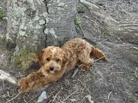 Deagon, a male Miniature Goldendoodle for sale in Minneapolis, MN – 4 of 5