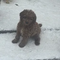 Annie, a female Poodle - Miniature  and Miniature Goldendoodle for sale in Minneapolis, MN – Photo 4 of 4