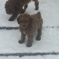 Annie, a female Poodle - Miniature  and Miniature Goldendoodle for sale in Minneapolis, MN – Photo 2 of 4