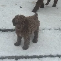 Annie, a female Poodle - Miniature  and Miniature Goldendoodle for sale in Minneapolis, MN – Photo 1 of 4
