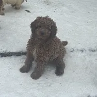 Annie, a female Poodle - Miniature  and Miniature Goldendoodle for sale in Minneapolis, MN – Photo 3 of 4