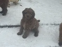 processed/ca55db0c-3d3f-41b3-a6a6-d18767c9fedd/listing/ba51c87f-bf42-4a85-95e2-d9f36d6dd966/f8c14492-7905-4ae5-b7c1-b6f5b216f4c4