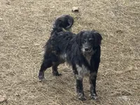 Rolex , a male Golden Retriever and Miniature Goldendoodle for sale in Minneapolis, MN – Photo 2 of 3