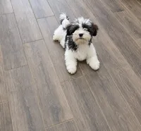 Teddy, a male Cavapoo for sale in Minneapolis, MN – 2 of 3