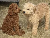 Andre , a male Cavapoo for sale in Minneapolis, MN – Photo 3 of 4