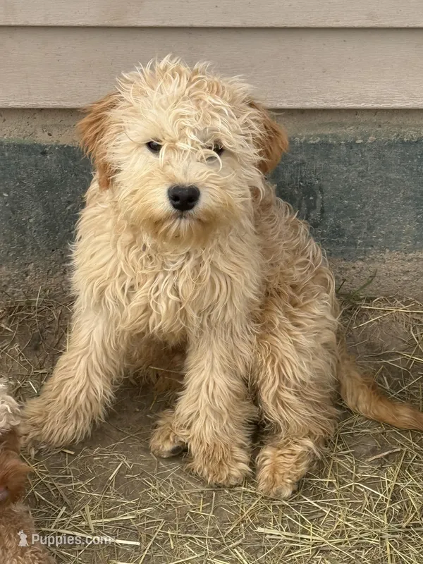 Andre  – Cavapoo puppy for sale in Minneapolis, MN