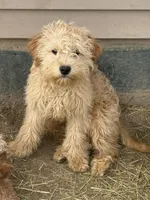 Andre , a male Cavapoo for sale in Minneapolis, MN – Photo 1 of 4