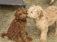 Andre , a male Cavapoo for sale in Minneapolis, MN – Photo 4 of 4