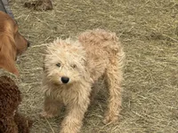 Andre , a male Cavapoo for sale in Minneapolis, MN – Photo 2 of 4