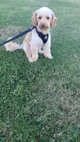 Joey potty trained , a male Miniature Goldendoodle for sale in Minneapolis, MN – 3 of 4