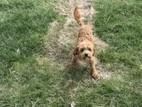Deagon, a male Miniature Goldendoodle for sale in Minneapolis, MN – 9 of 9