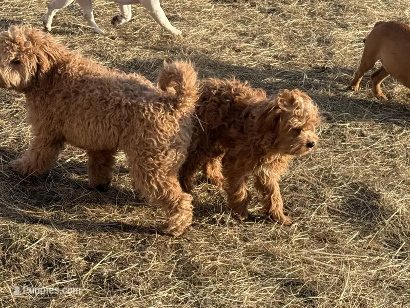 Deagon – Miniature Goldendoodle puppy for sale in Minneapolis, MN