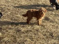 Deagon, a male Miniature Goldendoodle for sale in Minneapolis, MN – Photo 2 of 3