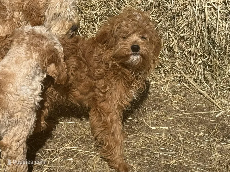 Deagon – Miniature Goldendoodle puppy for sale in Minneapolis, MN