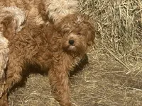 Deagon, a male Miniature Goldendoodle for sale in Minneapolis, MN – 3 of 9