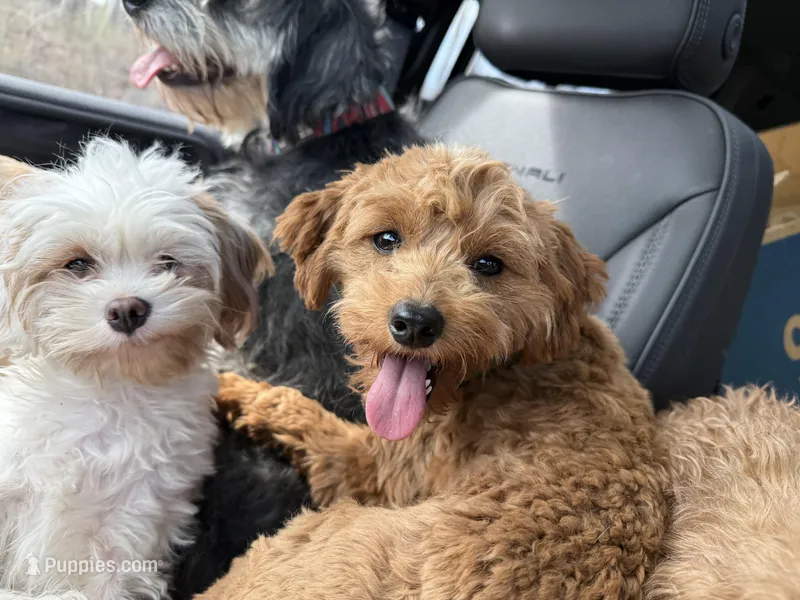 Deagon – Miniature Goldendoodle puppy for sale in Minneapolis, MN