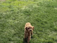 Deagon, a male Miniature Goldendoodle for sale in Minneapolis, MN – 7 of 9