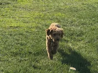 Deagon, a male Miniature Goldendoodle for sale in Minneapolis, MN – 8 of 9