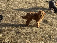 Deagon, a male Miniature Goldendoodle for sale in Minneapolis, MN – Photo 3 of 3