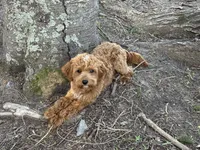 Deagon, a male Miniature Goldendoodle for sale in Minneapolis, MN – 5 of 5