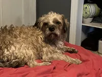 Maggie , a female Cavapoo for sale in Minneapolis, MN – 1 of 3
