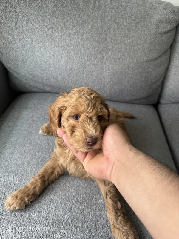 Mini Goldendoodle  – Miniature Goldendoodle puppy for sale in Cicero, IL