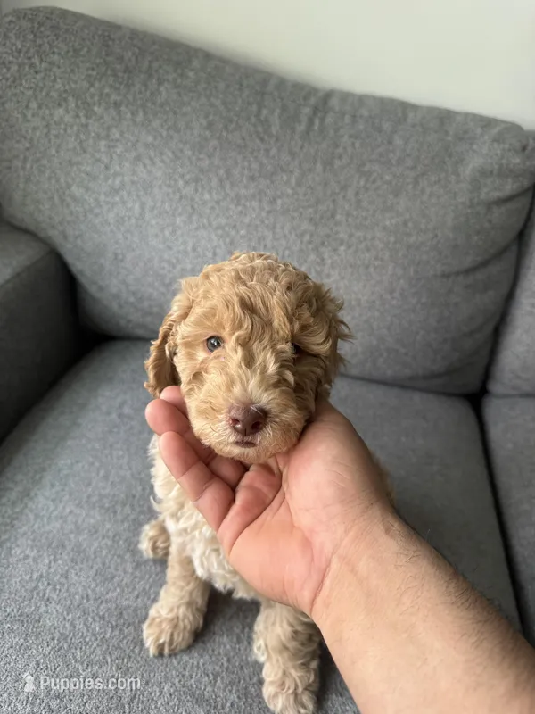 Mini Goldendoodle  – Miniature Goldendoodle puppy for sale in Cicero, IL