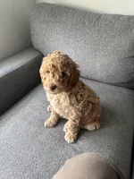 Mini Goldendoodle , a male Miniature Goldendoodle for sale in Cicero, IL – Photo 2 of 2