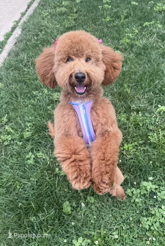Canela – Miniature Goldendoodle puppy for sale in Cicero, IL