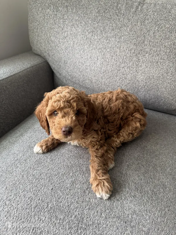 Mini Goldendoodle  – Miniature Goldendoodle puppy for sale in Cicero, IL