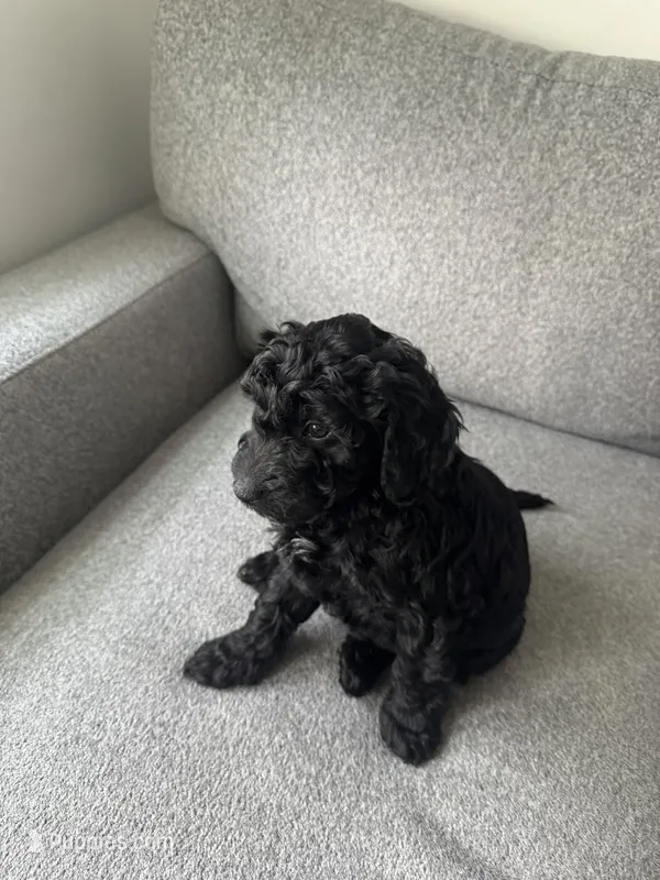Mini Goldendoodle  – Miniature Goldendoodle puppy for sale in Cicero, IL