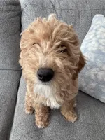 Cookie , a female Miniature Goldendoodle for sale in Cicero, IL – Photo 3 of 4