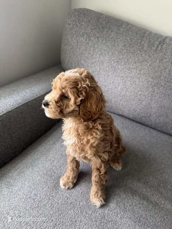 Mini Goldendoodle  – Miniature Goldendoodle puppy for sale in Cicero, IL