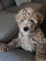 Cookie , a female Miniature Goldendoodle for sale in Cicero, IL – Photo 2 of 4