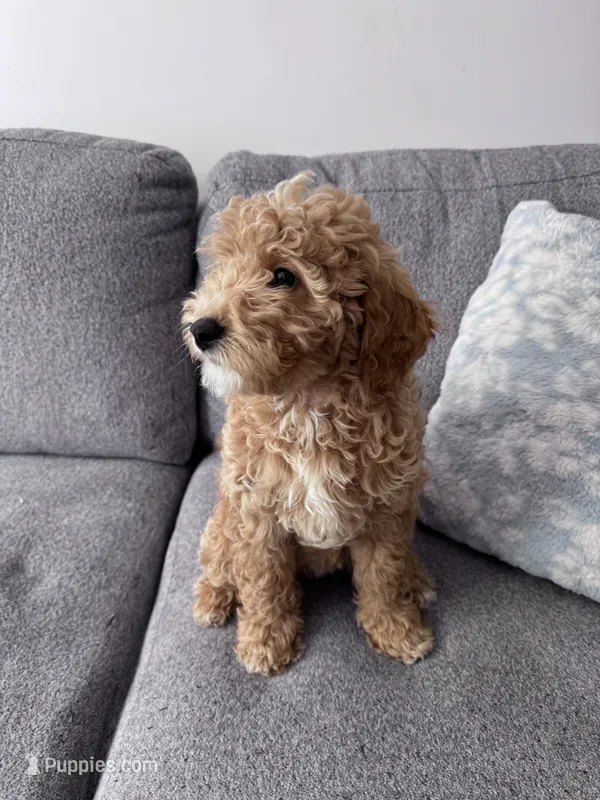 Cookie  – Miniature Goldendoodle puppy for sale in Cicero, IL