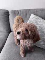 Cookie , a female Miniature Goldendoodle for sale in Cicero, IL – Photo 4 of 4