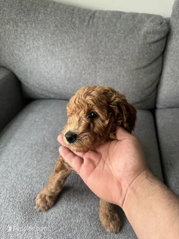 Mini Goldendoodle  – Miniature Goldendoodle puppy for sale in Cicero, IL
